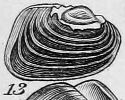 specimen image from publication