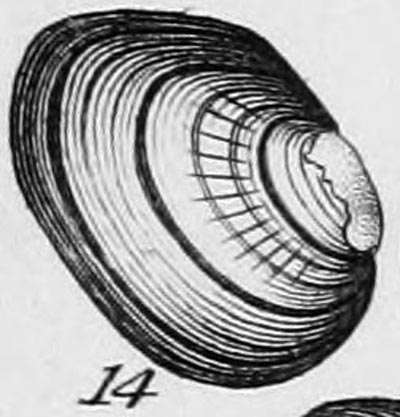 specimen image from publication