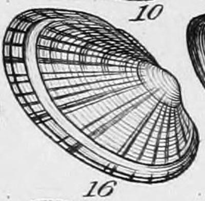 specimen image from publication