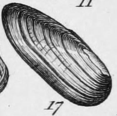 specimen image from publication