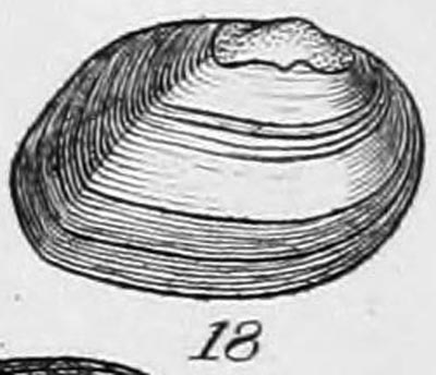 specimen image from publication