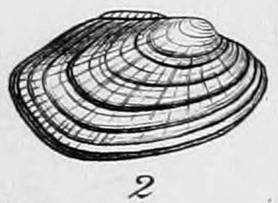 specimen image from publication