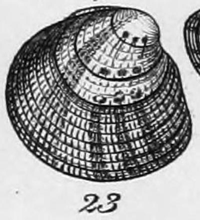 specimen image from publication