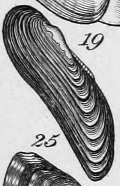 specimen image from publication