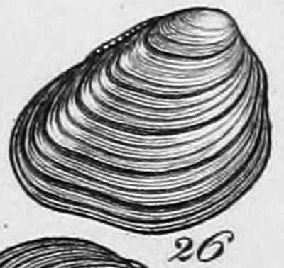 specimen image from publication