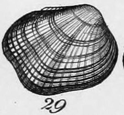 specimen image from publication