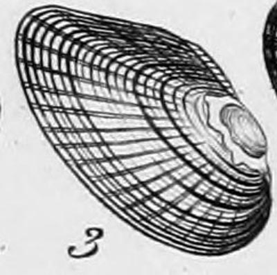 specimen image from publication