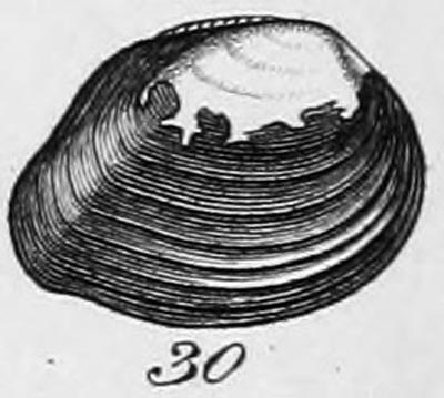 specimen image from publication