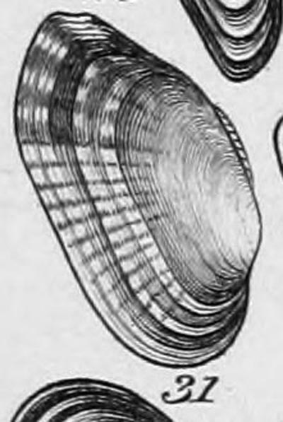 specimen image from publication