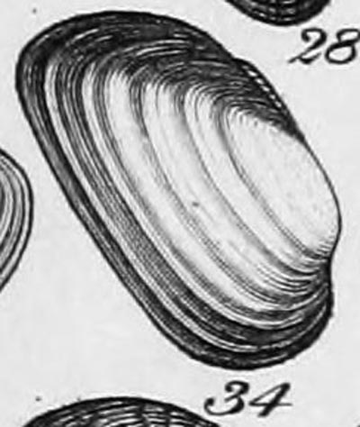 specimen image from publication