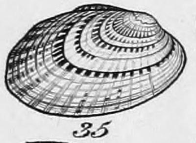 specimen image from publication