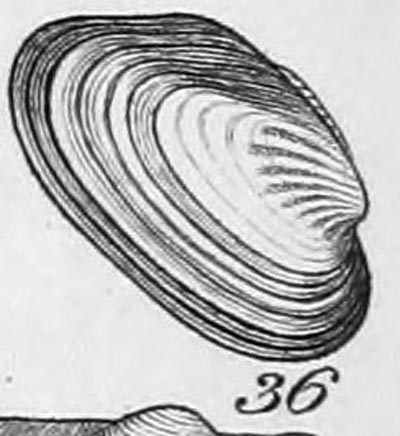 specimen image from publication