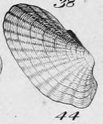 specimen image from publication