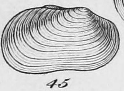 specimen image from publication