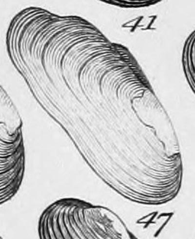 specimen image from publication