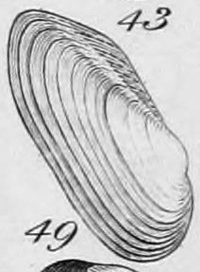 specimen image from publication