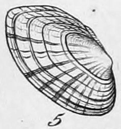 specimen image from publication