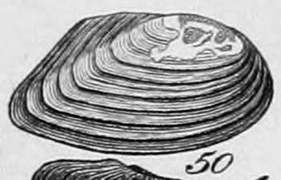 specimen image from publication