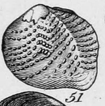 specimen image from publication