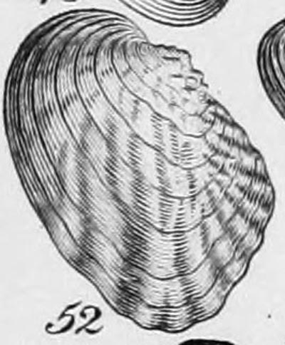 specimen image from publication