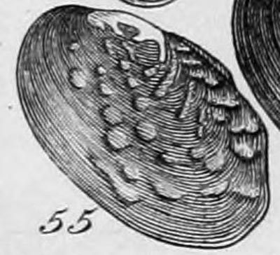 specimen image from publication