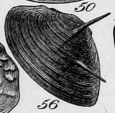 specimen image from publication