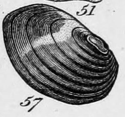 specimen image from publication
