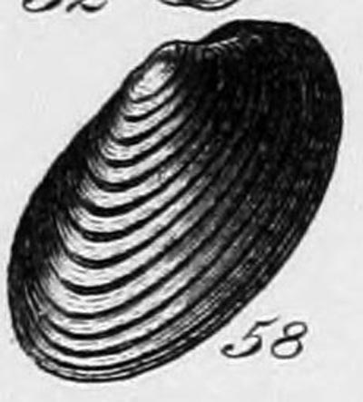 specimen image from publication