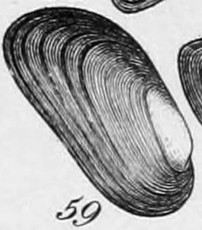 specimen image from publication