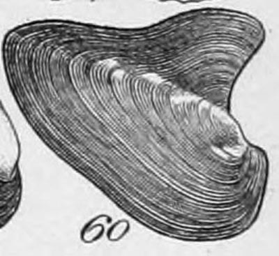 specimen image from publication