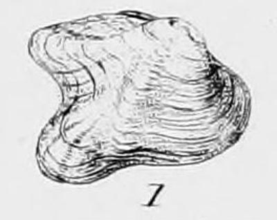 specimen image from publication