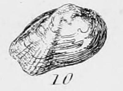 specimen image from publication