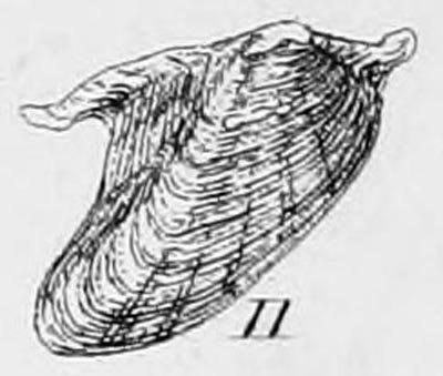 specimen image from publication