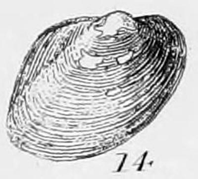 specimen image from publication