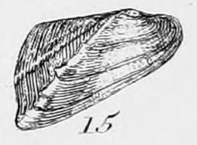 specimen image from publication