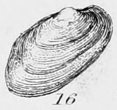 specimen image from publication