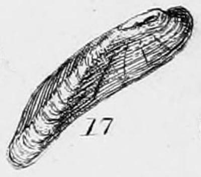 specimen image from publication