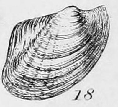 specimen image from publication