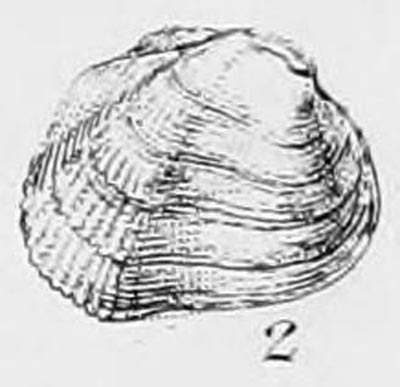 specimen image from publication