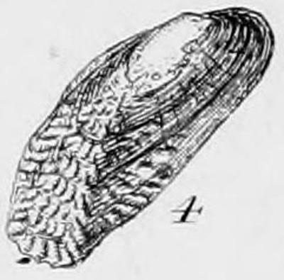 specimen image from publication