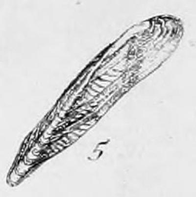 specimen image from publication