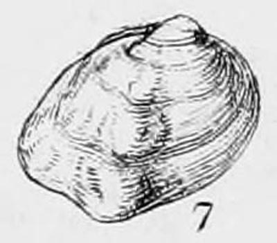 specimen image from publication