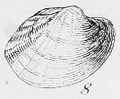 specimen image from publication