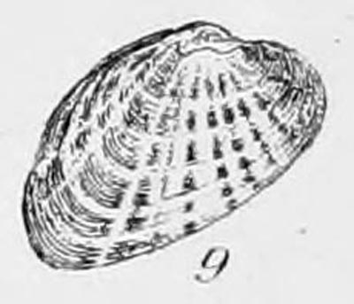 specimen image from publication