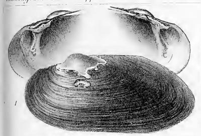 specimen image from publication