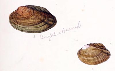specimen image from publication