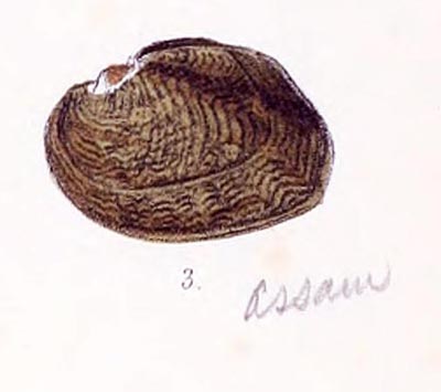 specimen image from publication