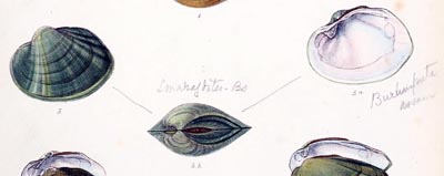 specimen image from publication