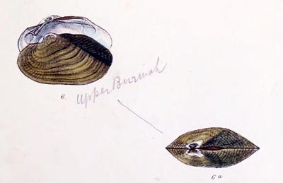 specimen image from publication