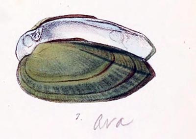 specimen image from publication